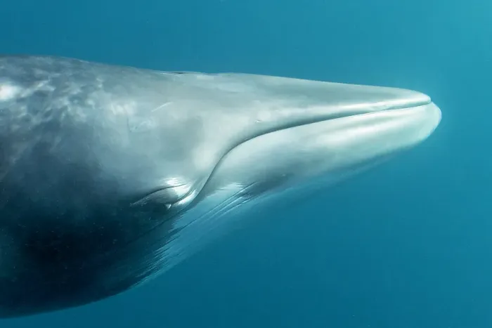 Framed Print : Dwarf minke whale headshot, Great Barrier Reef, Queensland, Australia