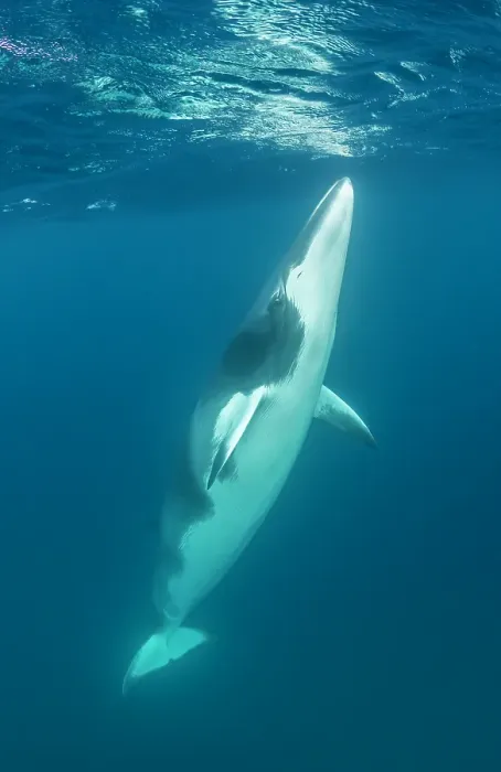 Framed Print : Dwarf minke whale swimming to the surface, Ribbon Reefs area, North Queensland, Australia