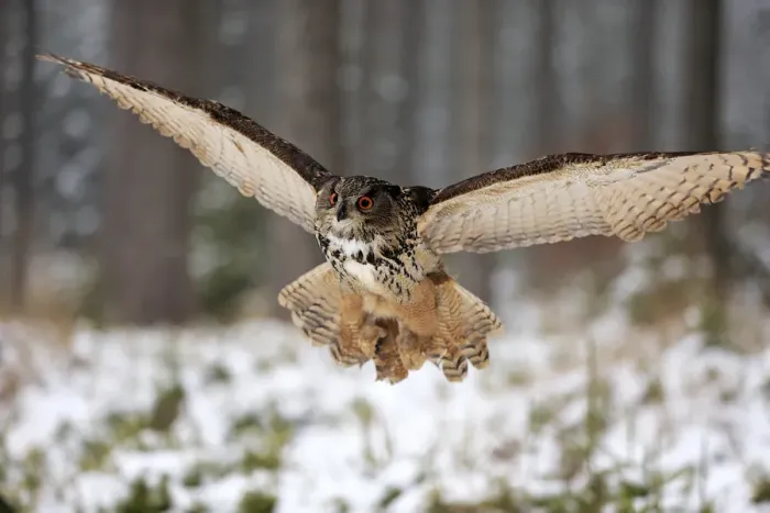 Framed Print : Eagle Owl, (Bubo bubo)