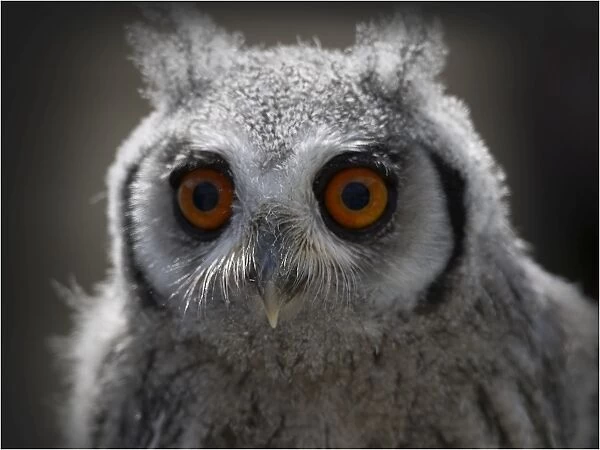 Eagle Owl chick with staring eyes