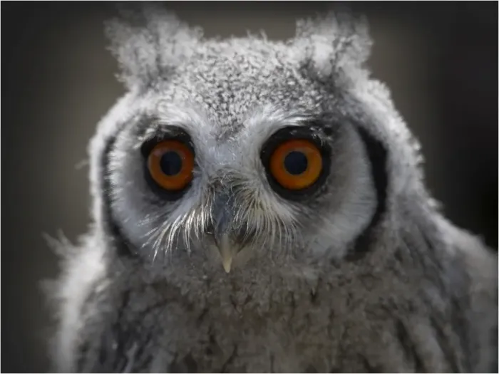 Framed Print : Eagle Owl chick with staring eyes Framed Print : Eagle Owl chick with staring eyes