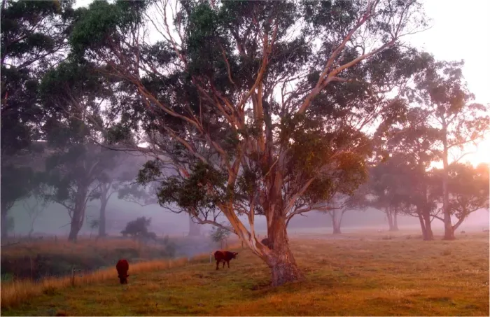 Framed Print : Early light near the Dasher river at Paradise, Central Tasmania