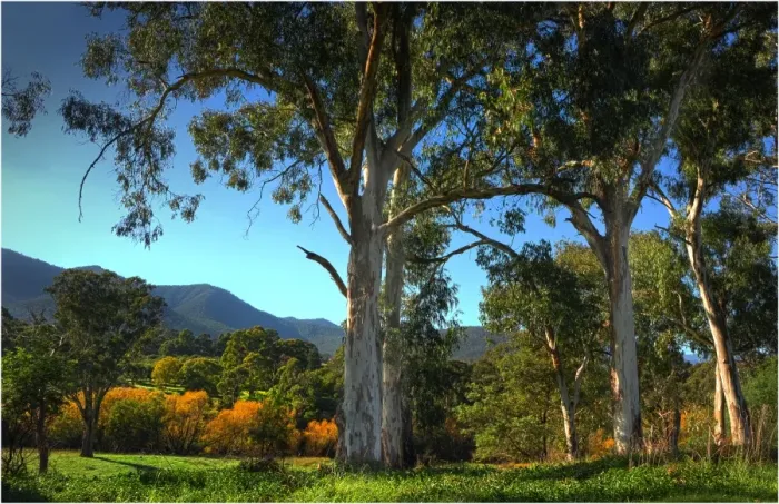 Framed Print : Early morning in autumn in the Kiewa Valley Central Victoria Framed Print : Early morning in autumn in the Kiewa Valley Central Victoria