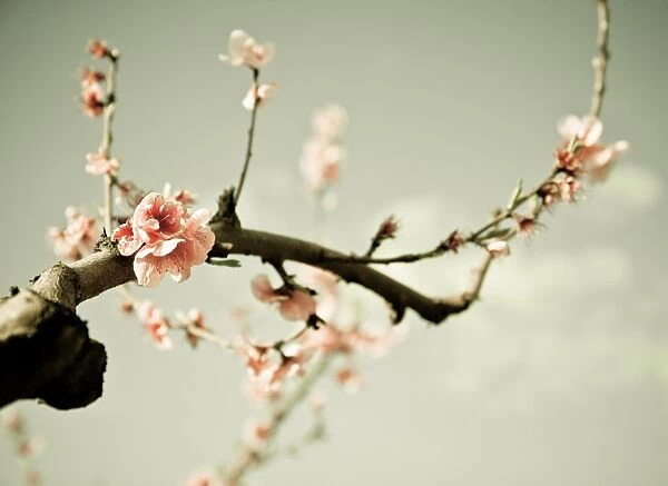 Early Spring Peach blossom