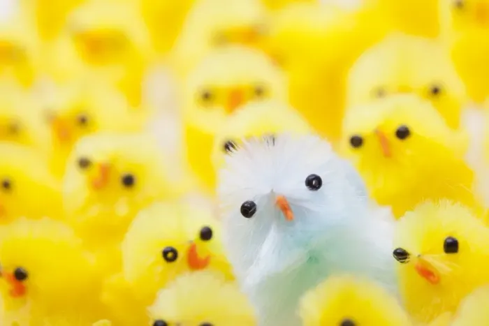 Framed Print : Easter Chicks Framed Print : Easter Chicks