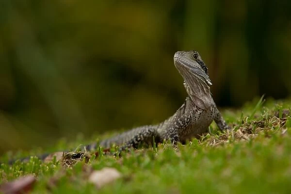 Easter water dragon on grass