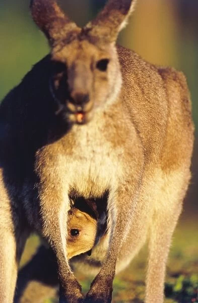 Eastern Gray Kangaroo and Baby