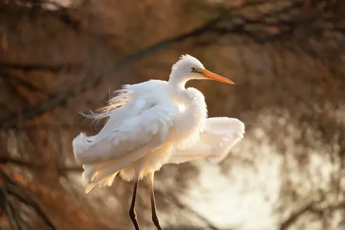 Framed Print : Eastern Great Egret Framed Print : Eastern Great Egret