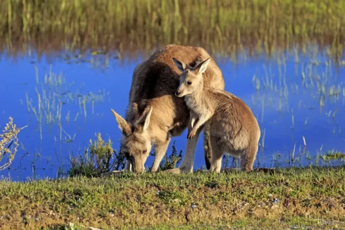 Framed Print : Eastern grey kangaroo
