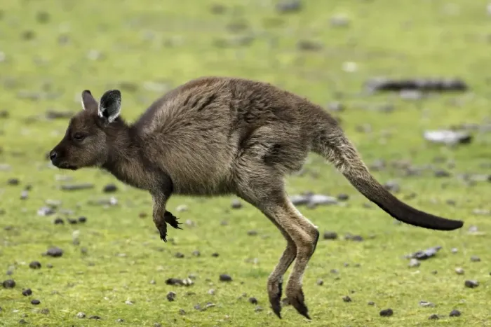 Framed Print : Eastern Grey Kangaroo, Marcropus cinereus, Kangaroo Island, Australia Framed Print : Eastern Grey Kangaroo, Marcropus cinereus, Kangaroo Island, Australia