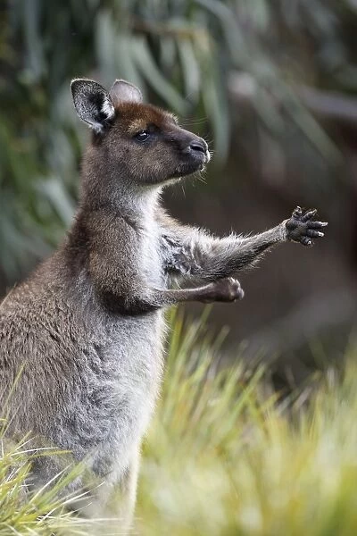 Eastern Grey Kangaroo, Marcropus cinereus, Australia