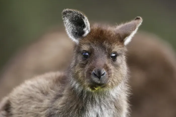 Framed Print : Eastern Grey Kangaroo, Marcropus cinereus, Kangaroo Island, Australia