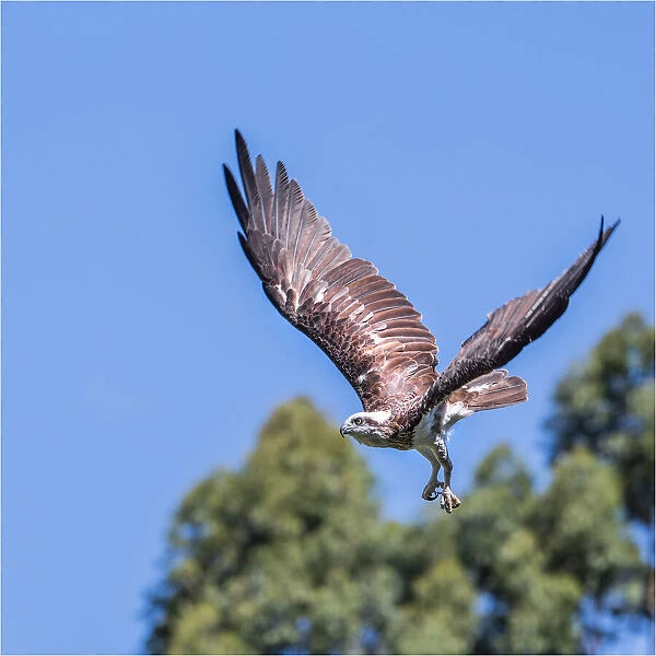 Eastern Osprey in flight, Victoria, Australia