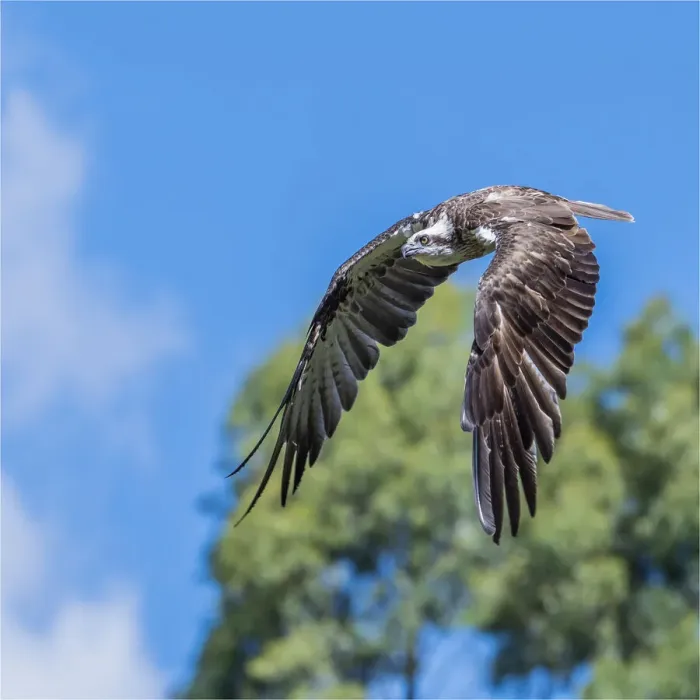 Framed Print : Eastern Osprey in flight, Victoria, Australia