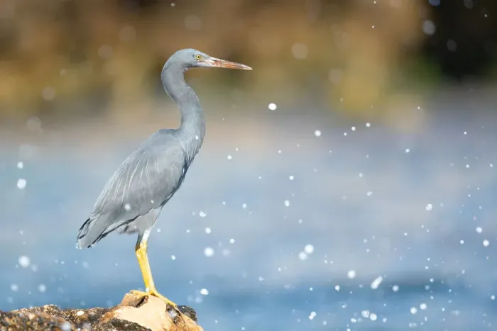 Framed Print : Eastern Reef Egret Framed Print : Eastern Reef Egret