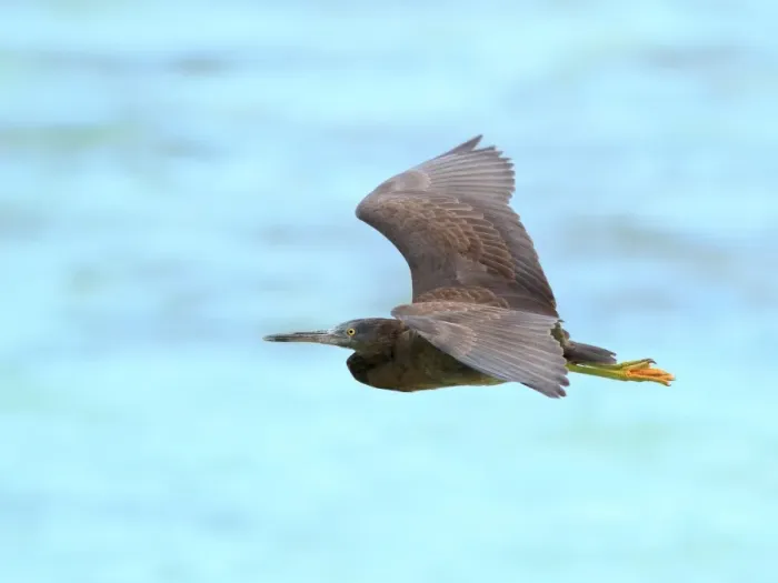 Framed Print : Eastern Reef Egret flying at Heron Island Framed Print : Eastern Reef Egret flying at Heron Island