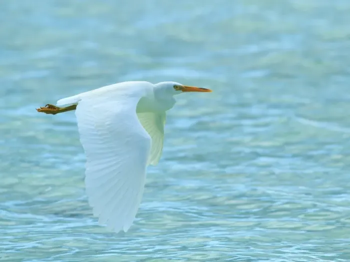 Framed Print : Eastern Reef Egret flying at Heron Island Framed Print : Eastern Reef Egret flying at Heron Island
