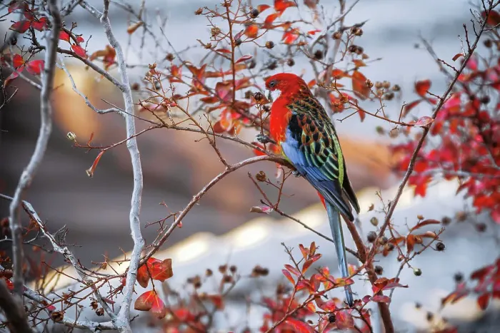 Framed Print : Eastern Rosella During Autumn Season, South Australia