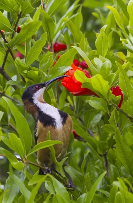 Framed Print : Eastern Spinebill drinking nectar from pomegranate flower Framed Print : Eastern Spinebill drinking nectar from pomegranate flower