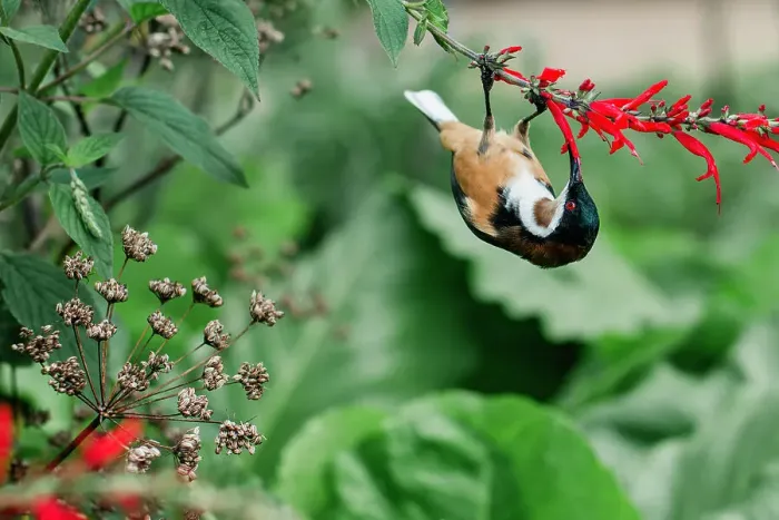 Framed Print : Eastern Spinebill feeding on red salvia