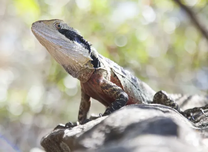 Framed Print : Eastern Water Dragon Framed Print : Eastern Water Dragon