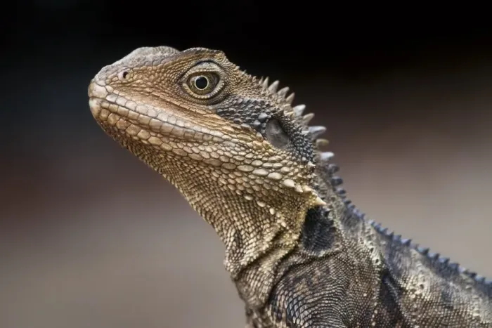Framed Print : Eastern water dragon Framed Print : Eastern water dragon
