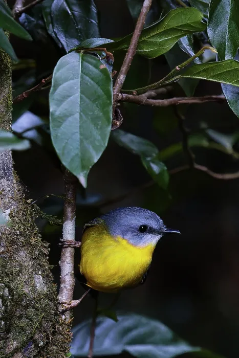 Framed Print : Eastern Yellow Robin (Eopsaltria australis) in Lamington National Park Framed Print : Eastern Yellow Robin (Eopsaltria australis) in Lamington National Park
