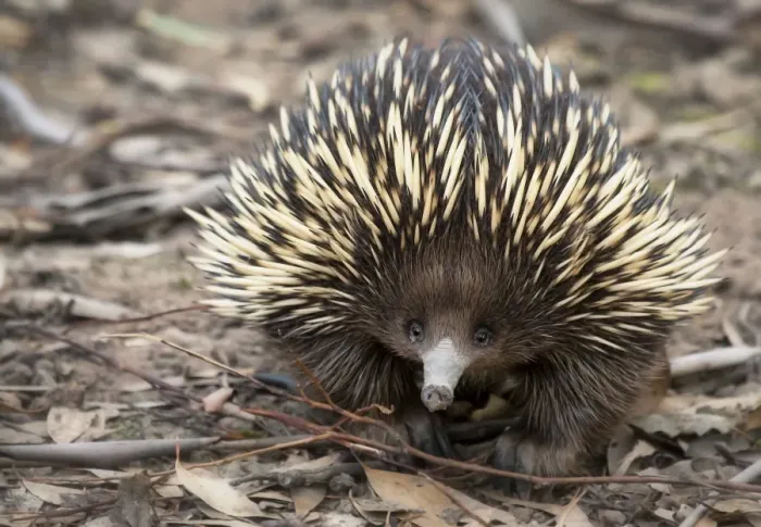 Framed Print : Echidna Framed Print : Echidna