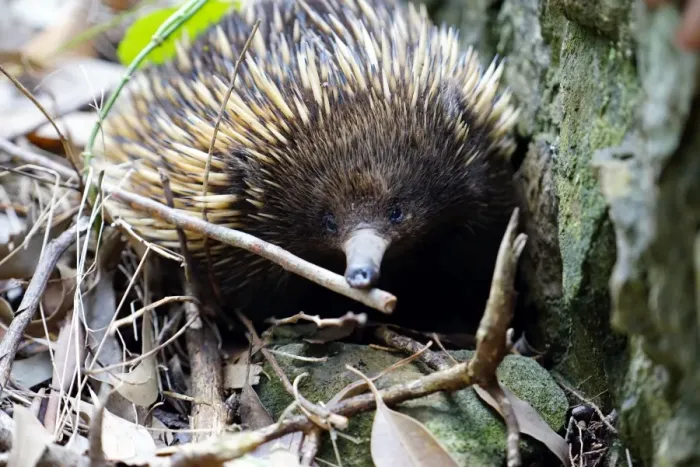 Framed Print : Echidna