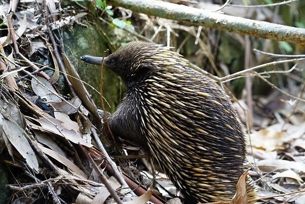 Echidna. Together with the platypus, Echidnas are the worlds only monotremes