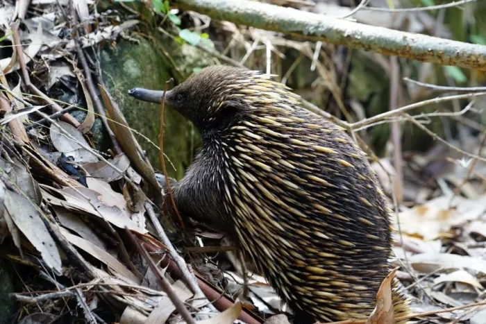 Framed Print : Echidna. Together with the platypus, Echidnas are the worlds only monotremes