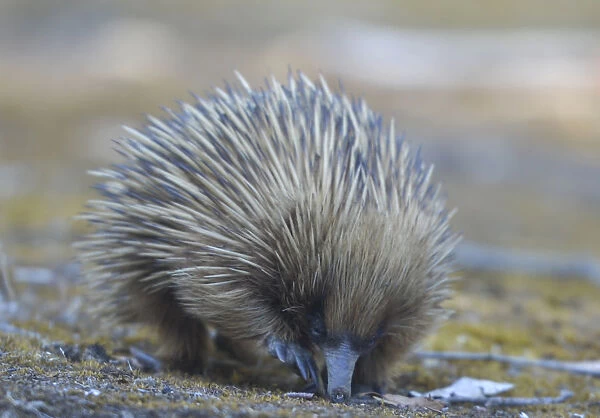 Echidna. The Short Beaked Echidna, (sometimes known as spiny anteaters)