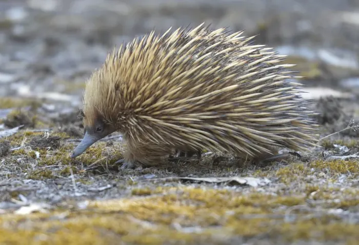 Framed Print : Echidna. The Short Beaked Echidna, (sometimes known as spiny anteaters) Framed Print : Echidna. The Short Beaked Echidna, (sometimes known as spiny anteaters)