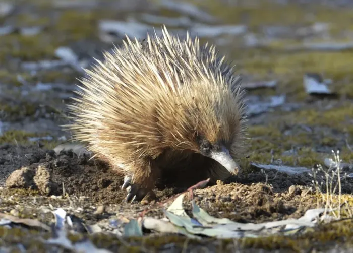 Framed Print : Echidna. The Short Beaked Echidna, (sometimes known as spiny anteaters) Framed Print : Echidna. The Short Beaked Echidna, (sometimes known as spiny anteaters)