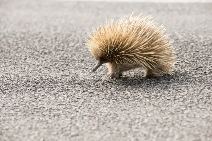 Framed Print : Echidna. crossing a main highway on Kangaroo Island