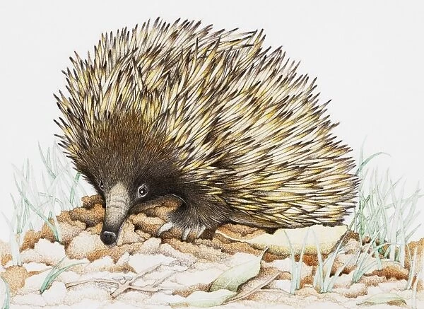 Echidna on leaves