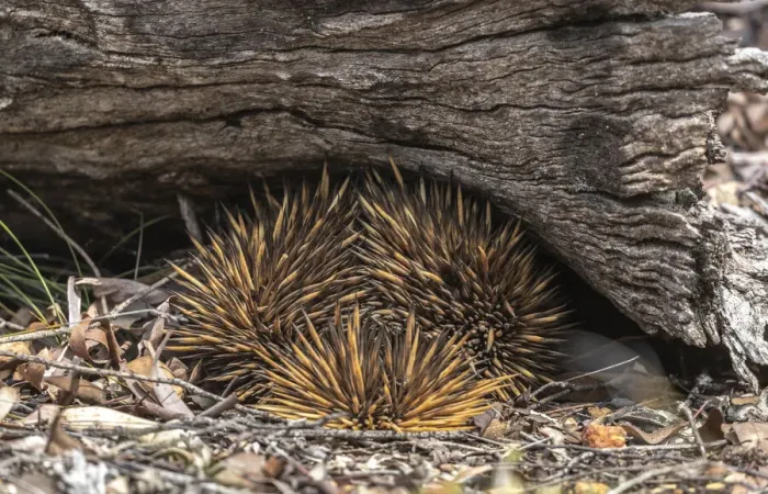 Framed Print : Echidna log Framed Print : Echidna log