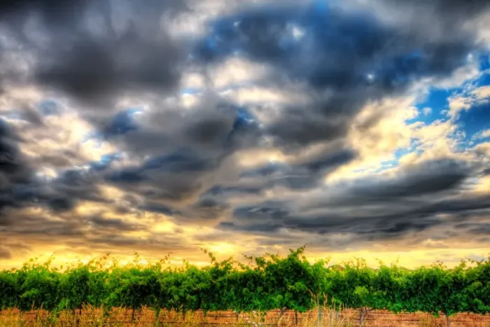 Framed Print : Effortless Vineyard Sky, Sunset Framed Print : Effortless Vineyard Sky, Sunset