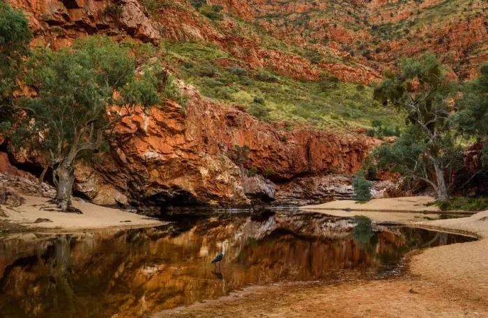Framed Print : Egret at Ormiston Gorge Framed Print : Egret at Ormiston Gorge