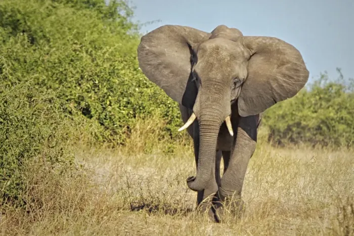 Framed Print : Elephant, Chobe National Park, Botswana