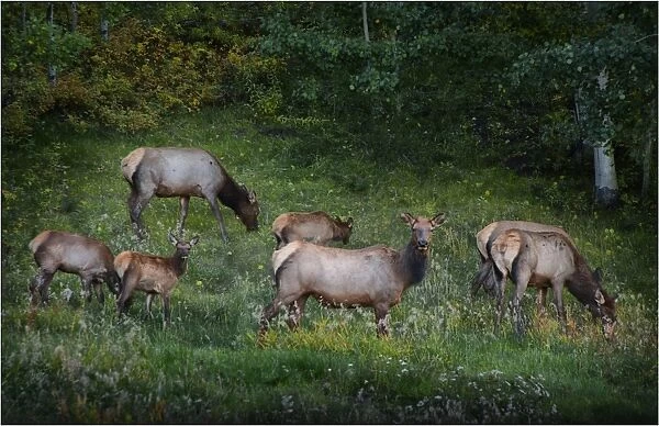 Elk feeding, near the Bear Tooth highway, Montana, United States of America