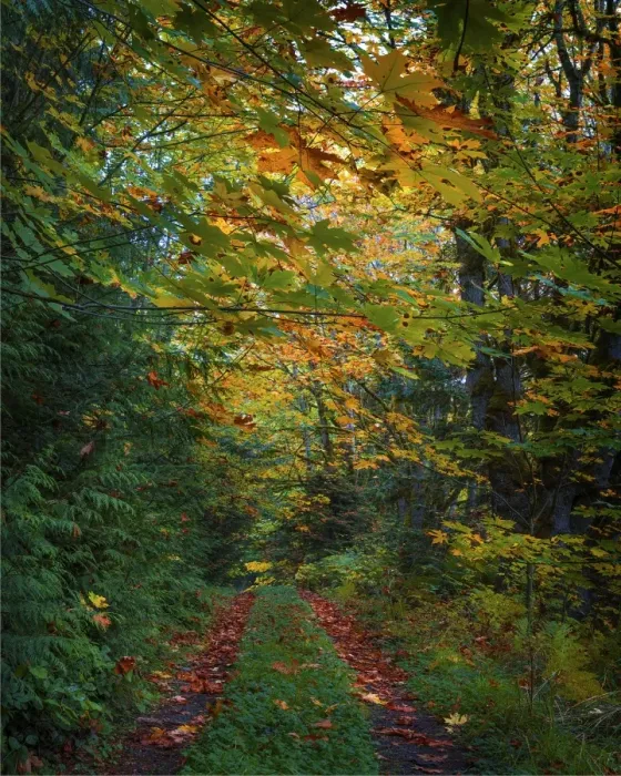 Framed Print : Elwha Valley, Washington State, United States Framed Print : Elwha Valley, Washington State, United States