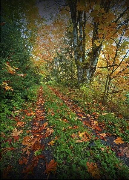 Elwha valley, Washington State, USA