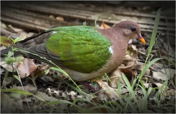 Framed Print : Emerald Dove, Lord Howe Island
