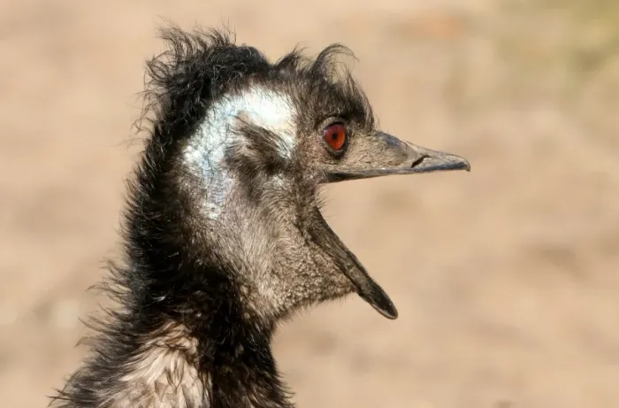 Framed Print : Emu All Emotional