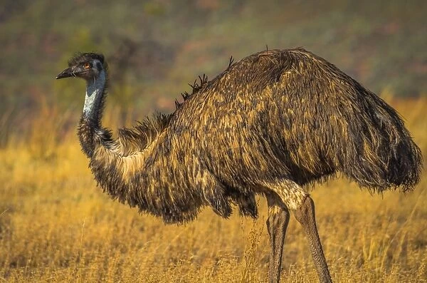 Emu at Bunyeroo Valley in Flinders Ranges, South Australia