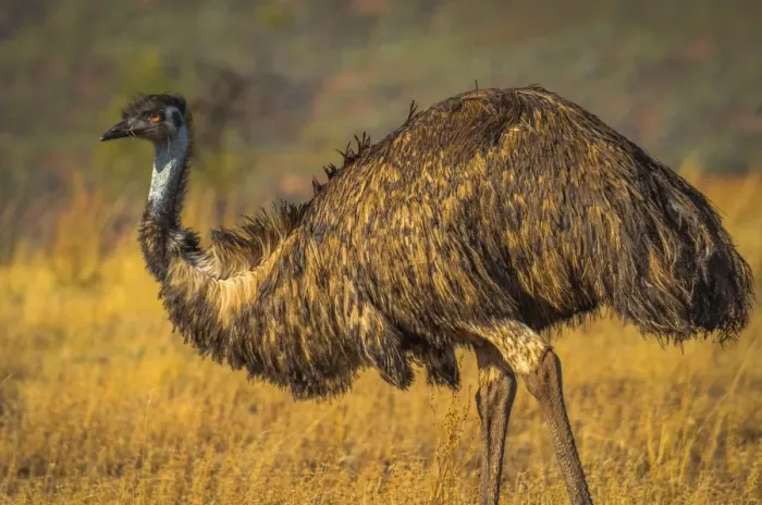 Framed Print : Emu at Bunyeroo Valley in Flinders Ranges, South Australia