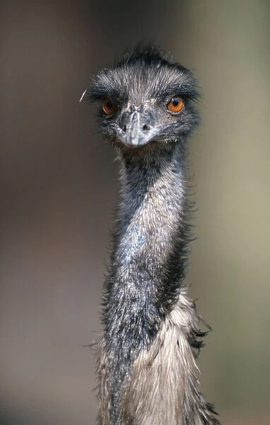 Emu  /  (Dromaius novaehollandiae)