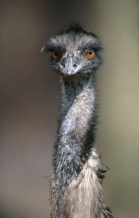 Framed Print : Emu / (Dromaius novaehollandiae) Framed Print : Emu / (Dromaius novaehollandiae)