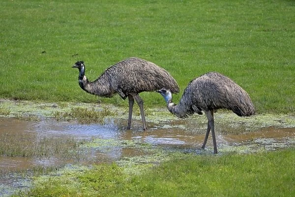 Emu, (Dromaius novaehollandiae), two adults at water, South Australia, Australia